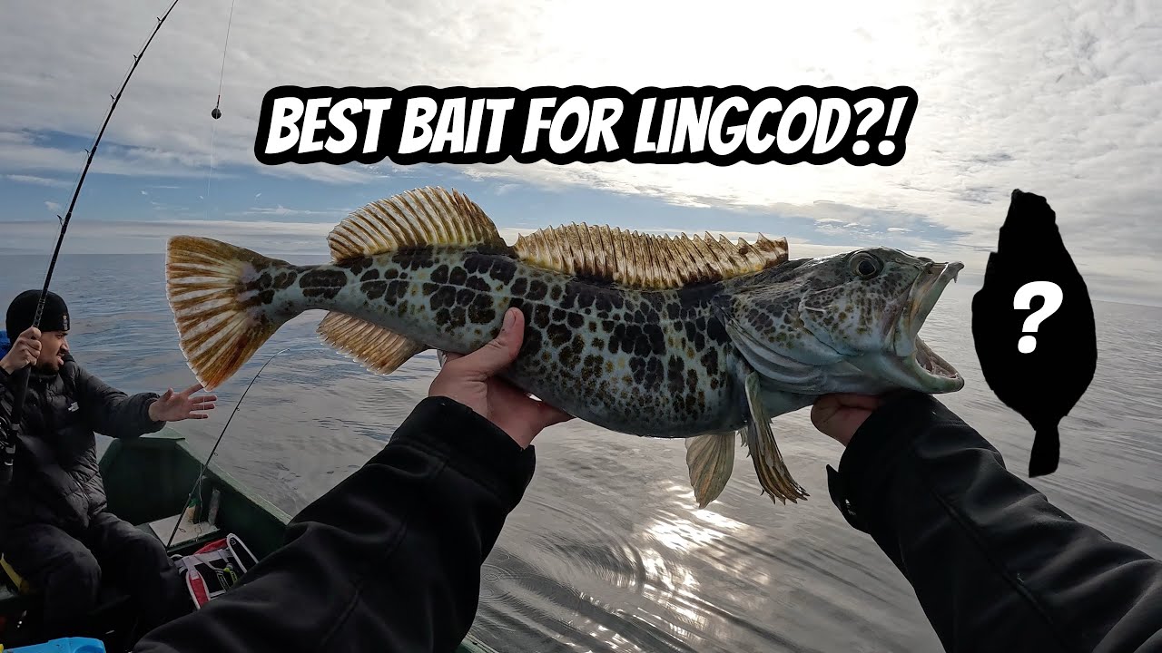 Best Bait For Lingcod?! (Using Live Bait For Big Lings)- Santa Cruz Rental Boats