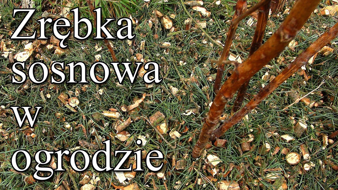 Zrębka sosnowa w ogrodzie