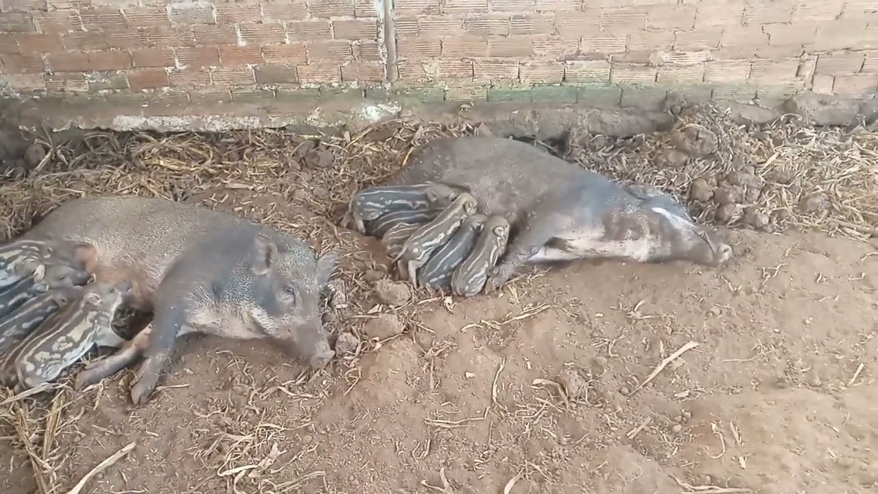 Heo rừng bao lâu kể từ khi phối giống sẽ đẻ #chanuoinha