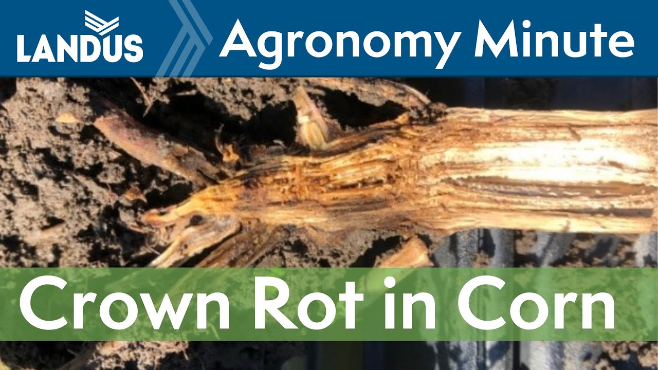 Crown Rot in Corn | Agronomy Minute