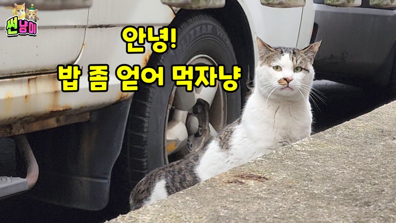 새로운 길냥이가 나타나자 함께 다니던 오빠냥을 목놓아 부르는 길고양이
