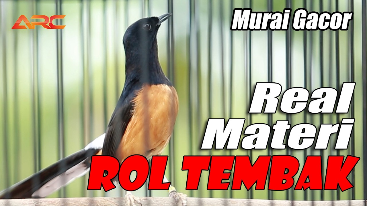 MURAI BATU GACOR !! REAL MATERI ROL TEMBAK SUPER MEWAH