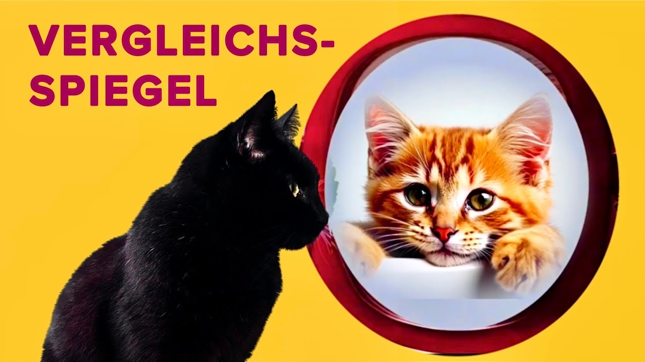Was bringt der Vergleichsspiegel? #witzig #besinnlich #Selbstannahme