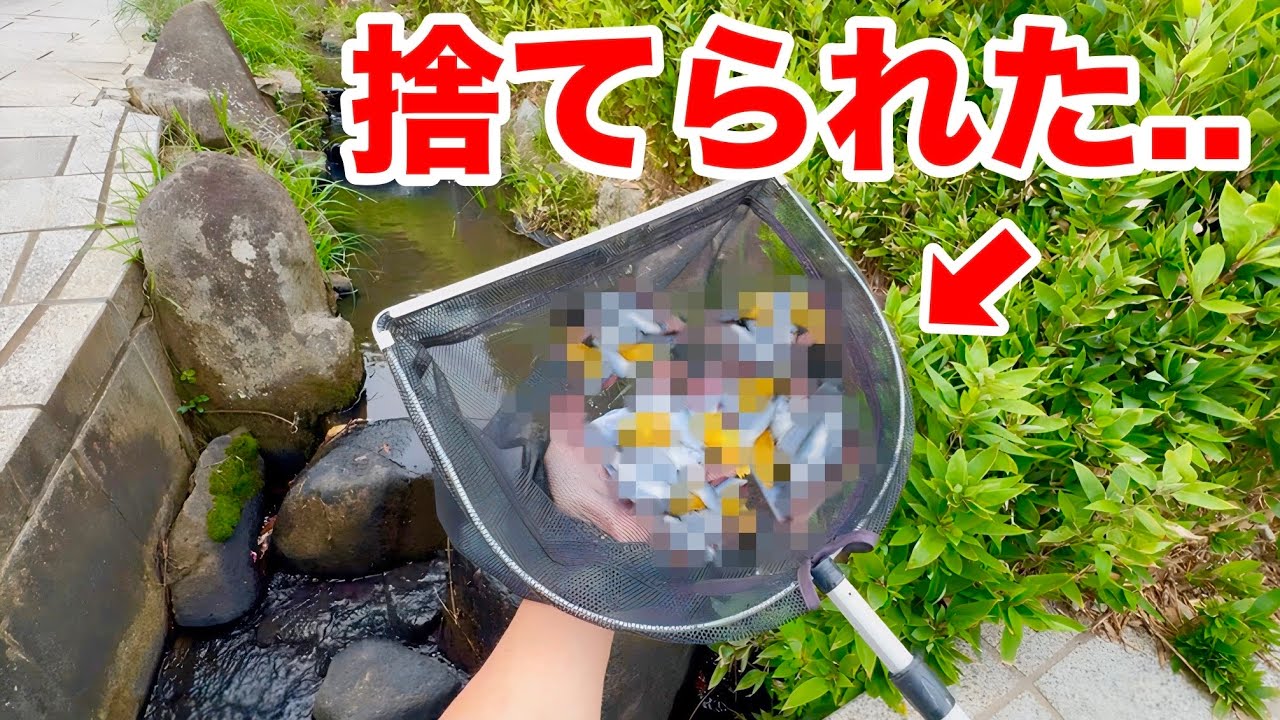 大量に捨てられた魚達を保護した結果...。