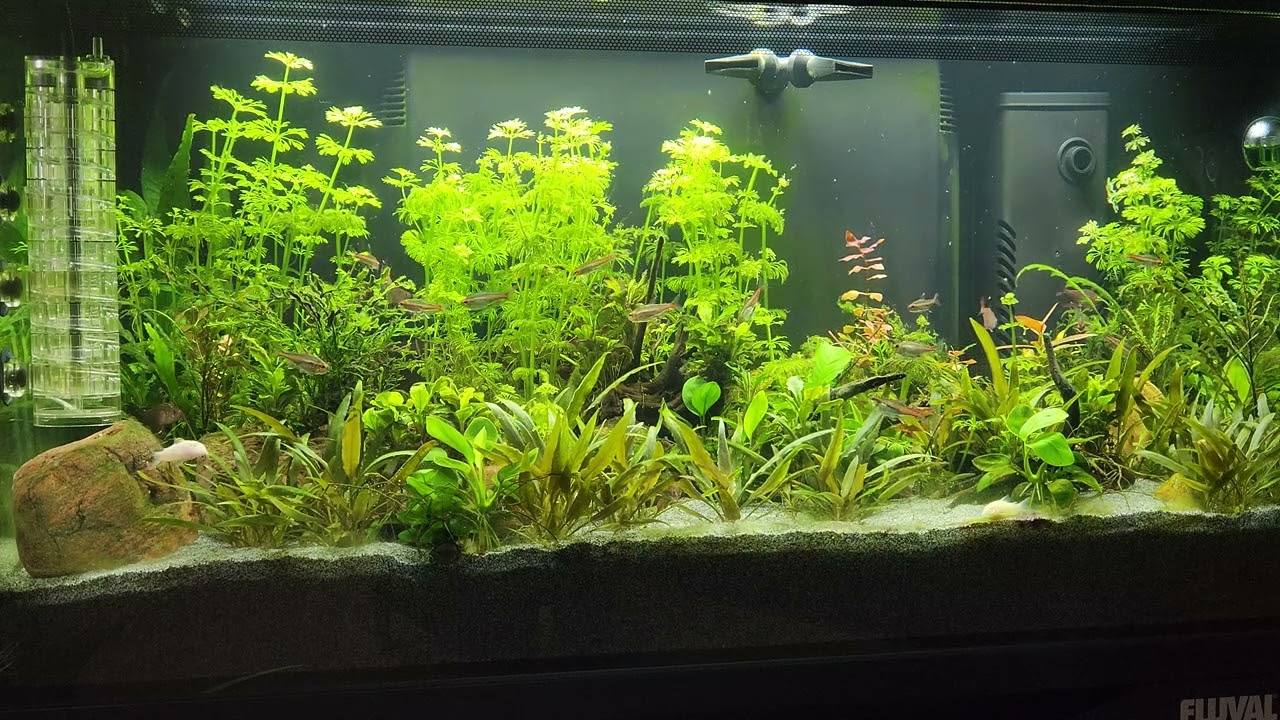 Fluval Flex 123l. My first and only. STILL !!! 🪸