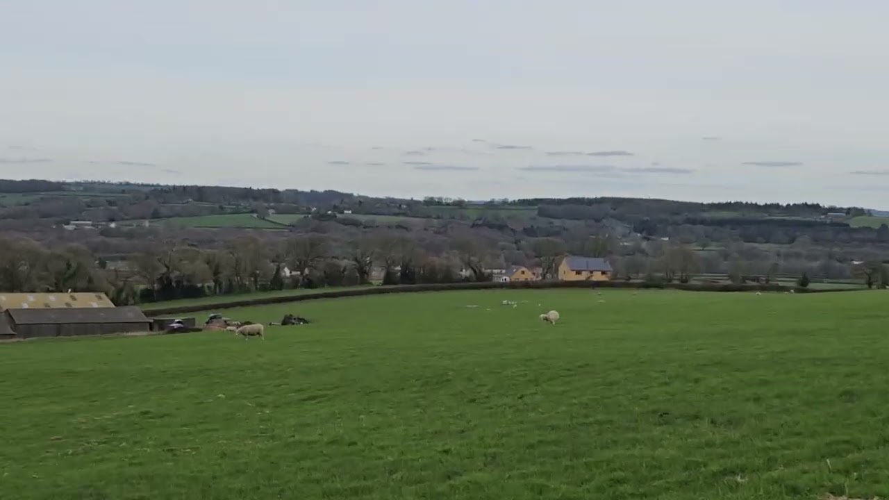 Is it not too early for lambs? #winter #lamb #wtf #notexpectingthis