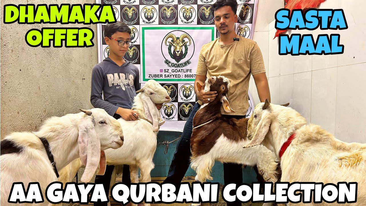 QURBANI 2026 KA SASTA COLLECTION AA GAYA GAYA AT SZ GOAT LIFE GOVANDI 