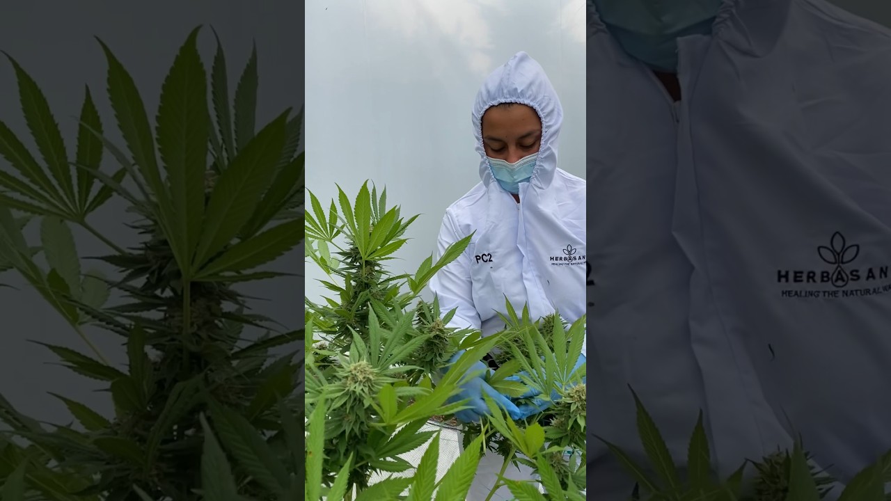 Flor de cannabis para exportaci&oacute;n 🌱