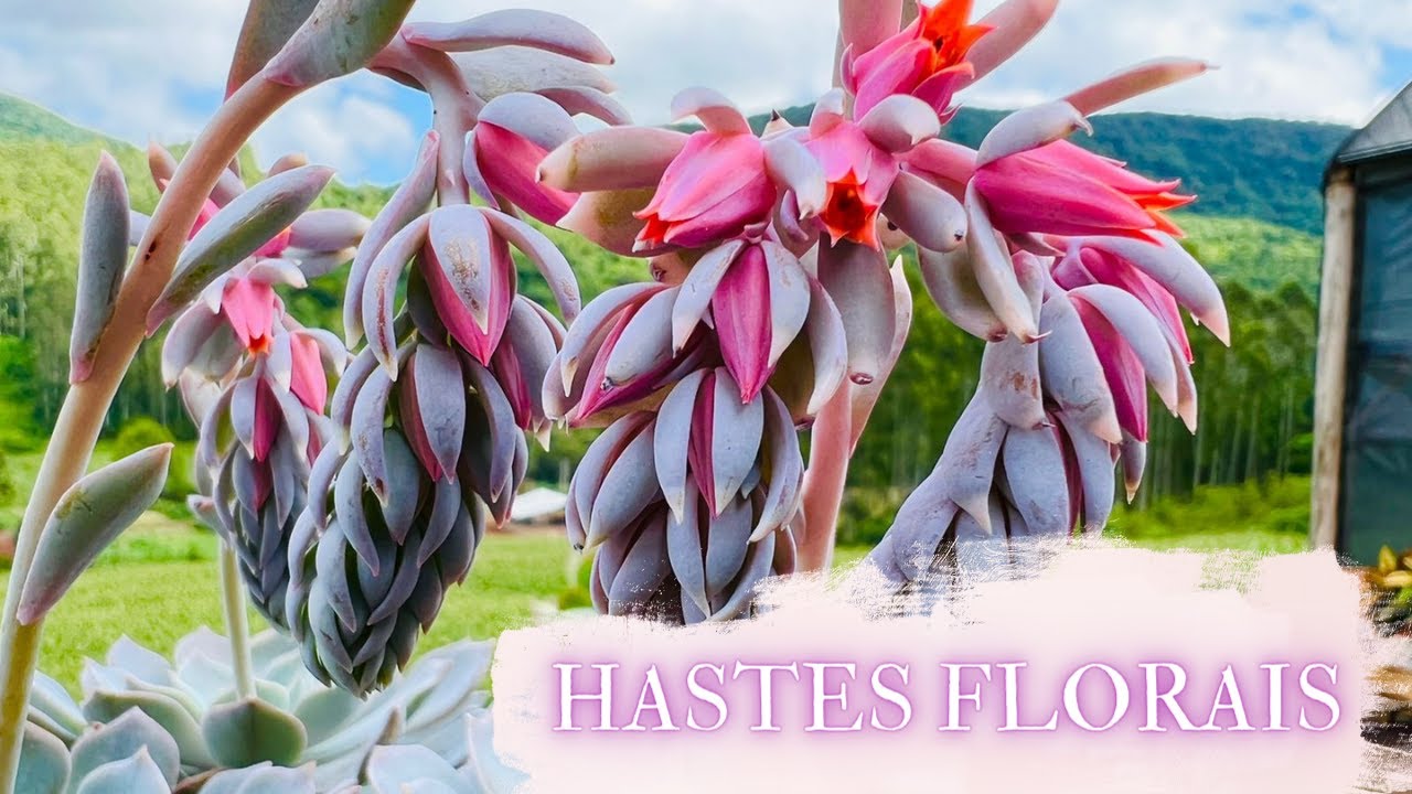 QUANDO RETIRAR AS HASTES FLORAIS DAS SUCULENTAS?