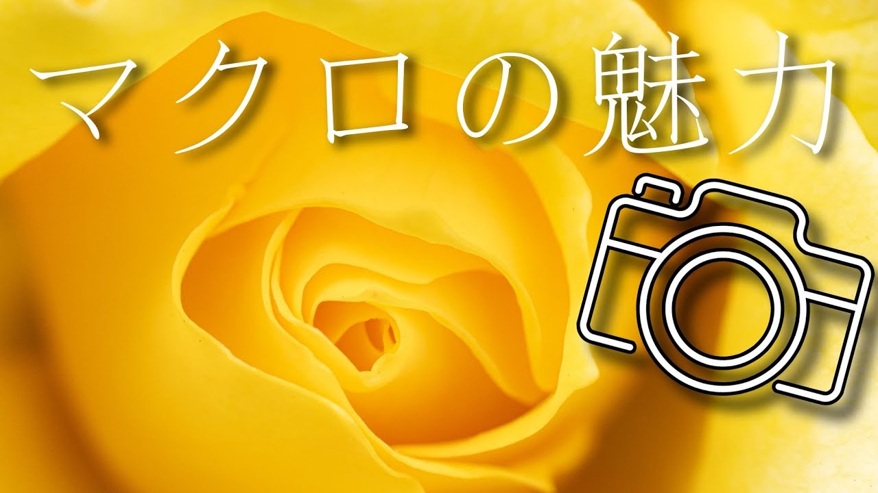 ZfcとNIKKOR Z MC 105mmで楽しむマクロ撮影！お花の美しさを余すことなく！