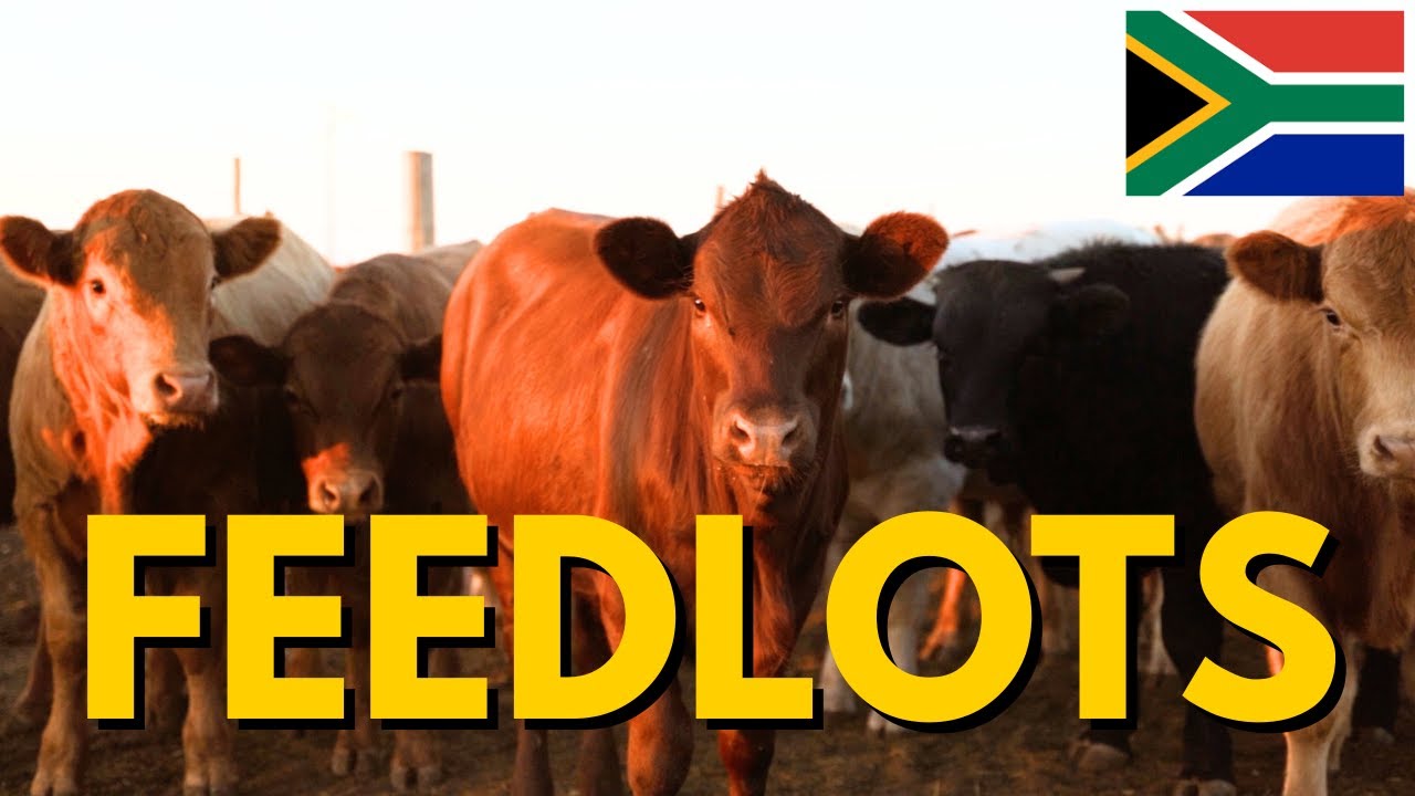 Cattle Feedlot farming in South Africa: MAXIMIZE YOUR PROFITS