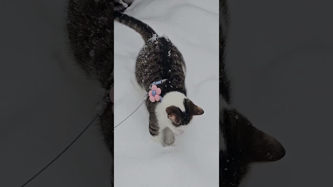 De kittens effe weer in tuin heel veel sneeuw 
