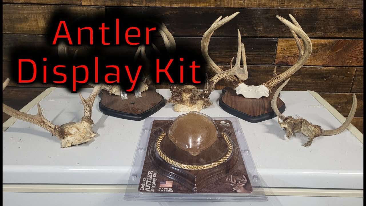 Best Way to Mount Deer Antlers – Quick and Easy Display Kit Setup!