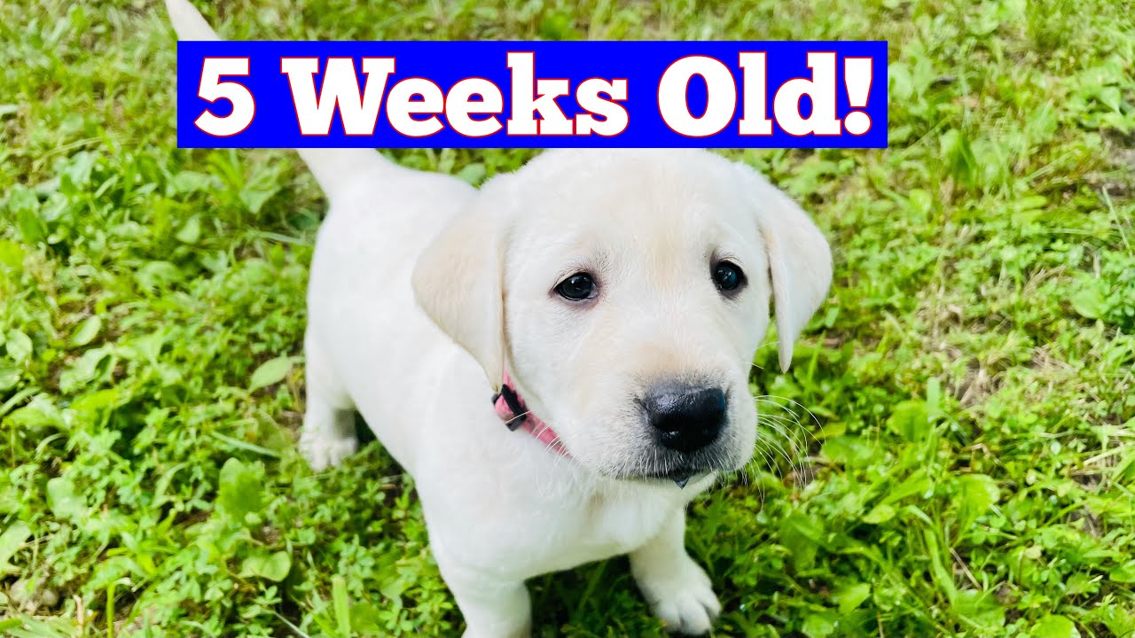 Labrador Puppies 5 Weeks Old!