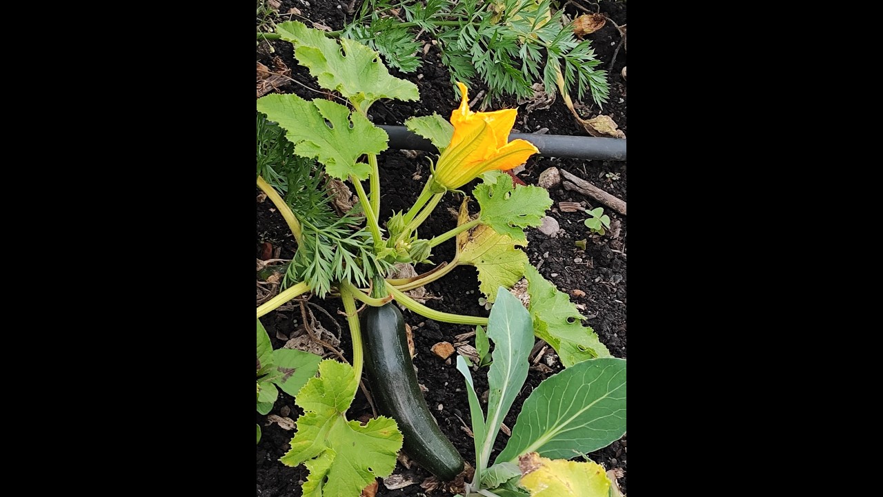 ZUCCHINE O CALABACIN, EXCELENTE HORTALIZA SALUDABLE DE ALTO CONTENIDO HIDRATANTE