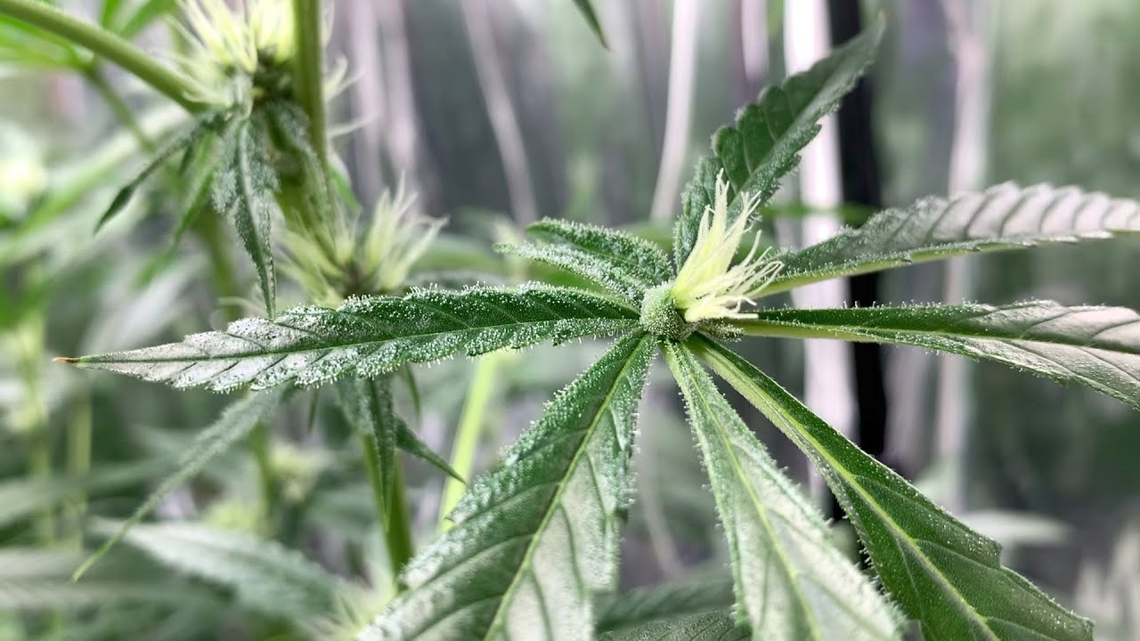 Super Cropping, Trichomes, Cannabis Chinensis and Big Buds! | My First Grow 10