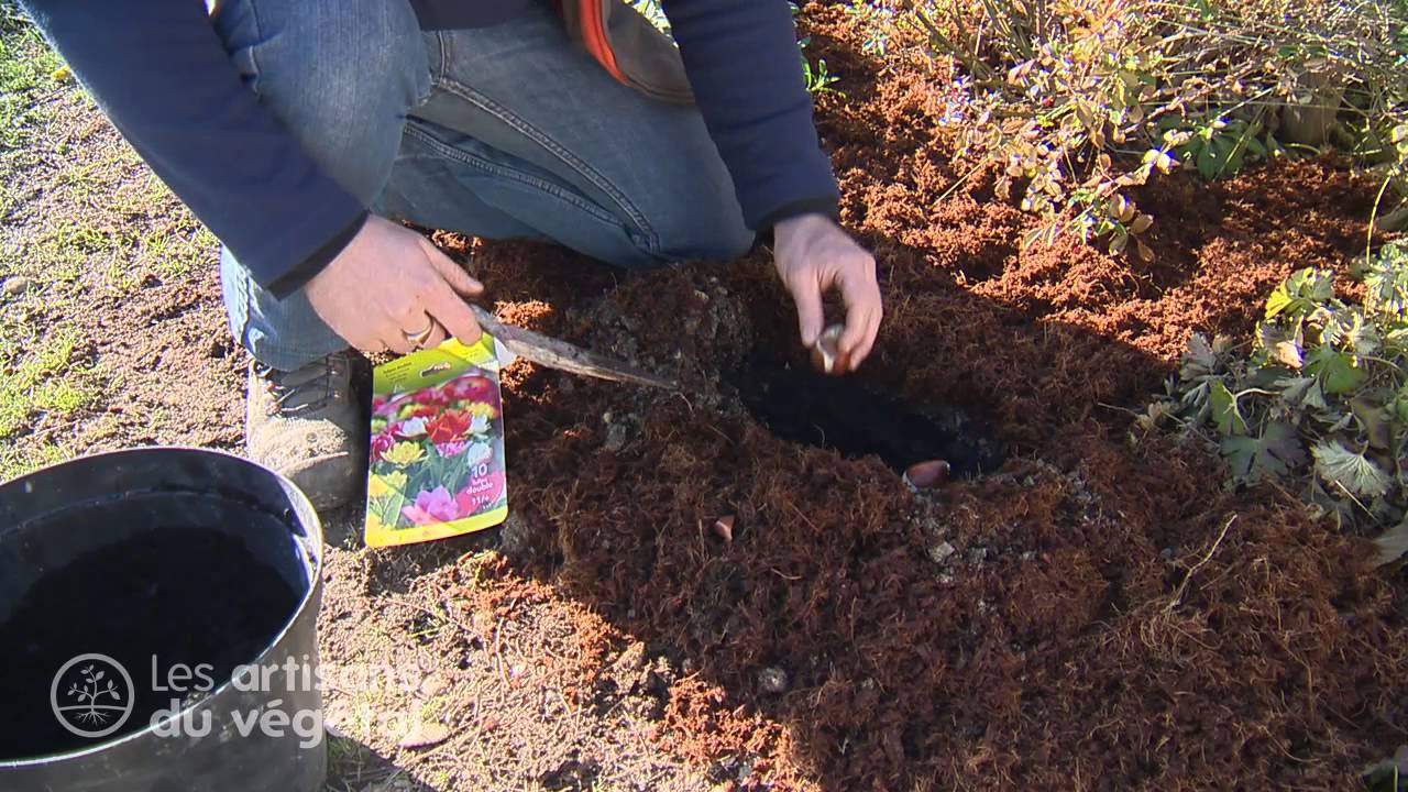 🌷 Comment planter vos bulbes : tulipes, jonquilles, narcisses, jacinthes ?