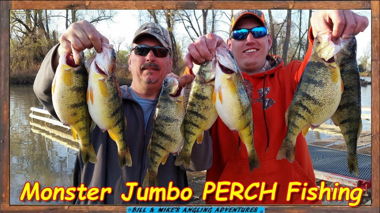 Monster JACK PERCH  Fishing on Lake ERIE