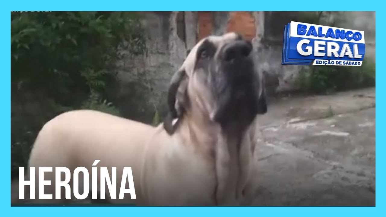 Cachorra de estimação coloca ladrões de moto para correr em SP