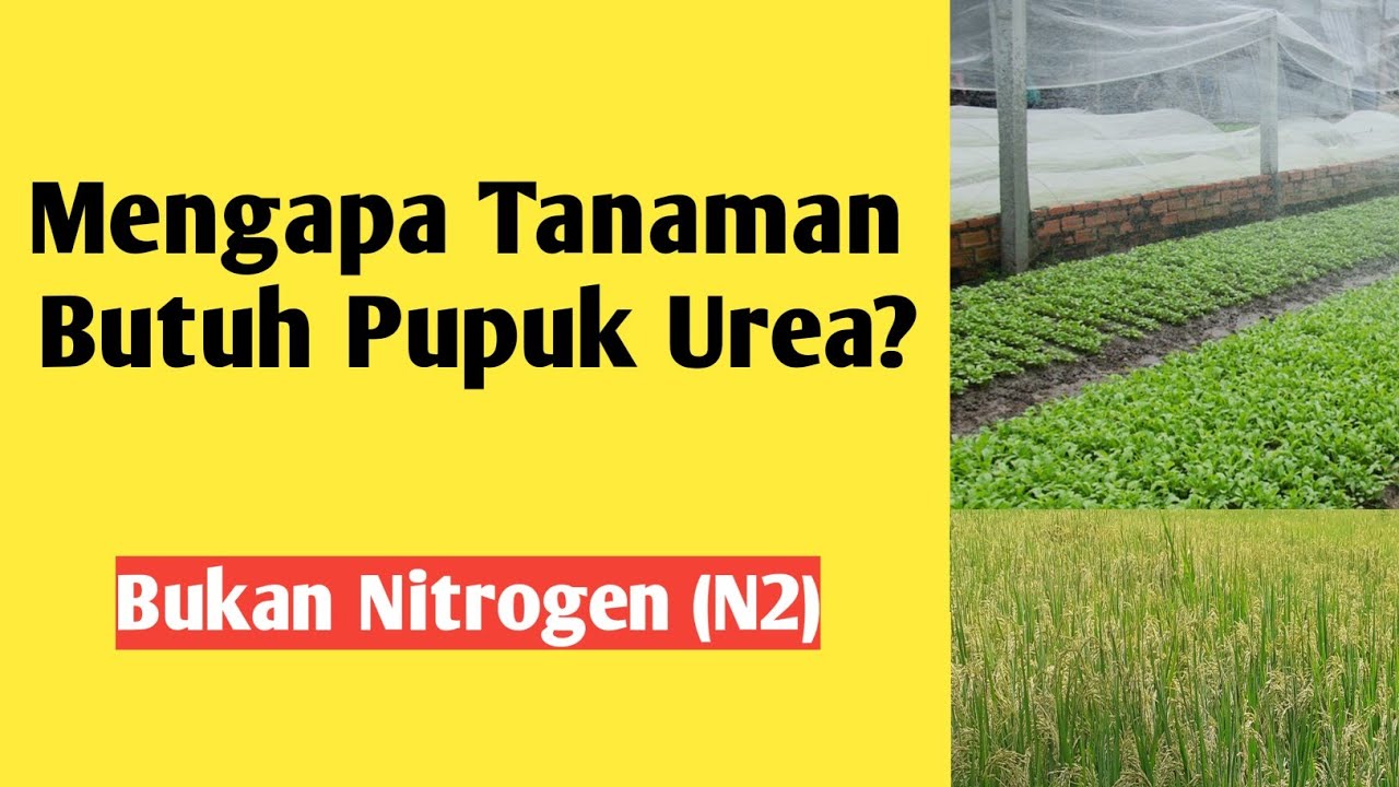 4 Manfaat Super Pupuk Urea untuk Tanaman dan Cara Aplikasi yang Praktis