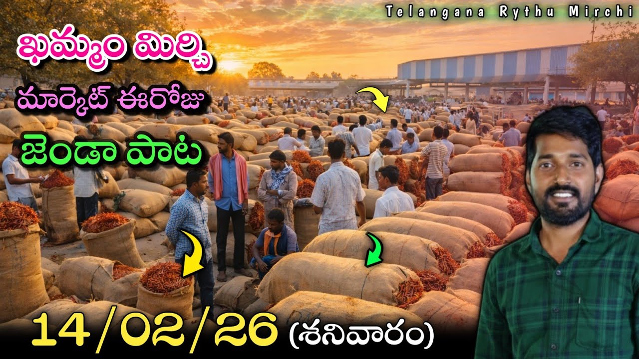 14/02/2026 KHAMMAM MIRCHI MARKET PRICE UPDATES JENDA PATA #khammam  #news  #farming  #redchilli  
