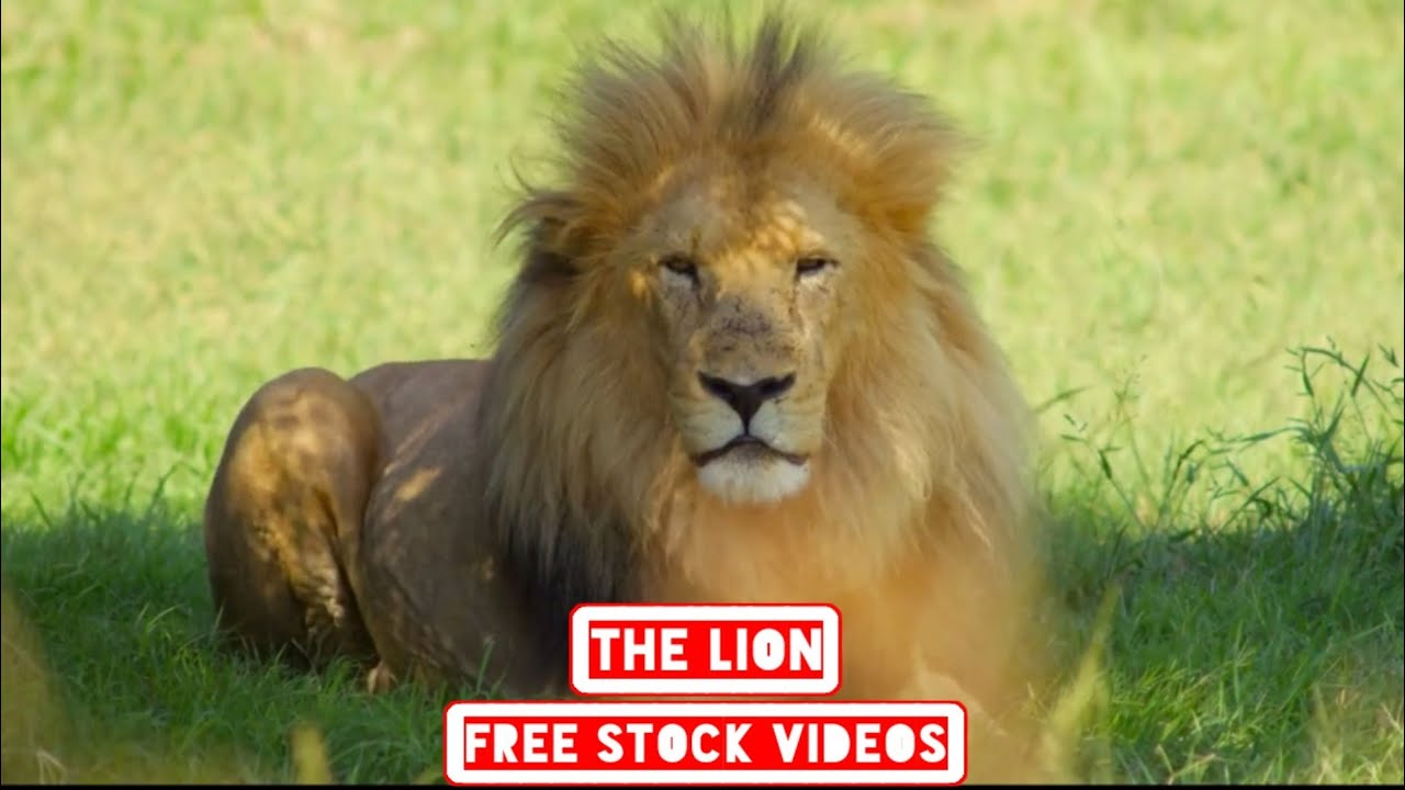 LION | Free Stock Video | No Copyright Video | Royalty Free Video | Lions Free Videos