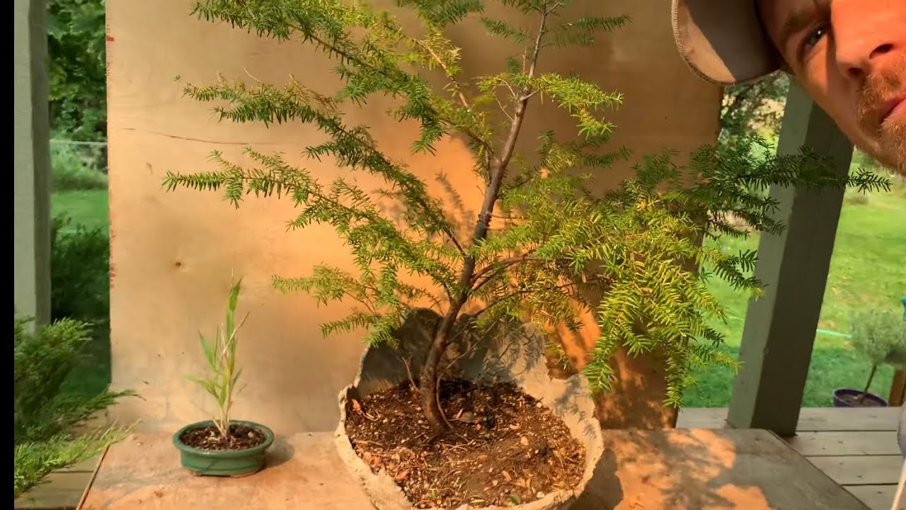 Western Hemlock Bonsai - Yamadori First Styling