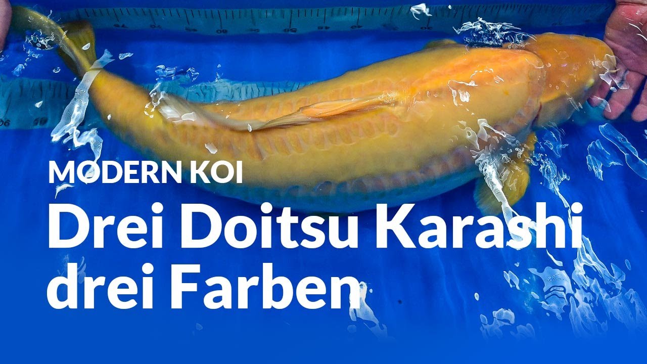 Doitsu Karashigoi bis 85 cm aus unserer Kundenkoiaufzucht| Modern Koi Blog #6475