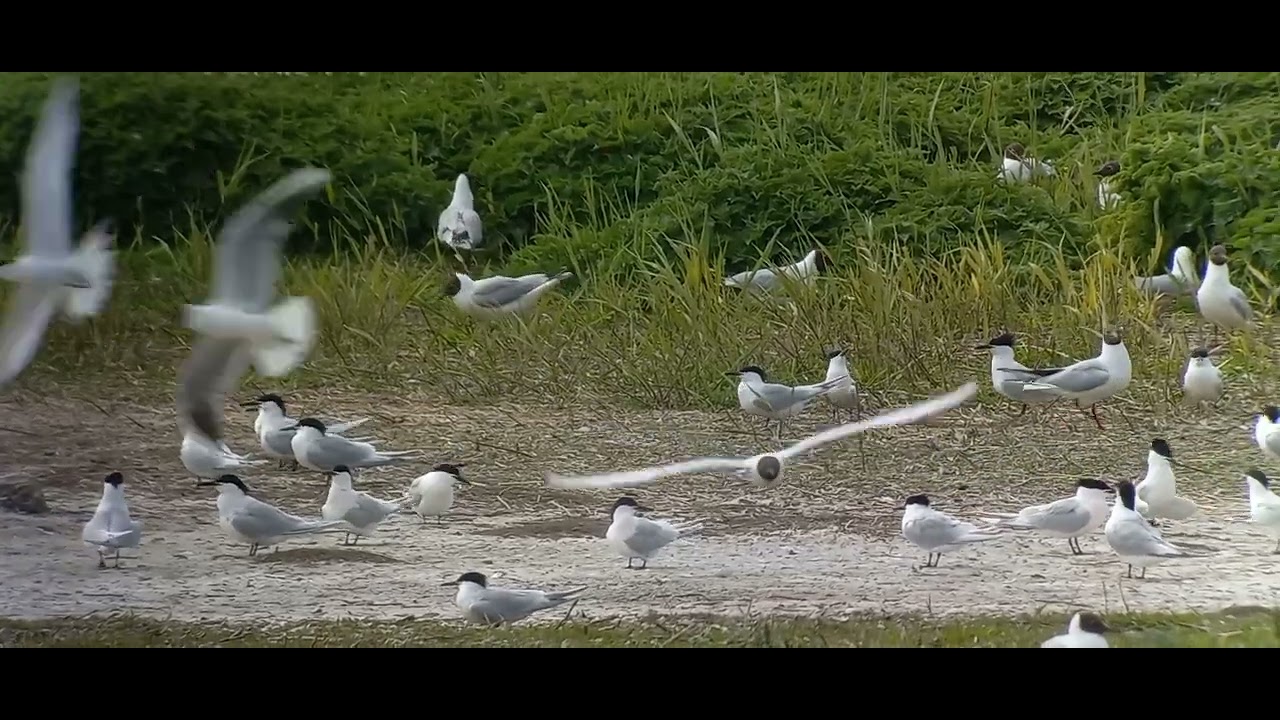 Grote Stern kolonie Wagejot, Texel. Vanaf 50 seconden roepende Zwartkopmeeuwen. 4 mei 2022