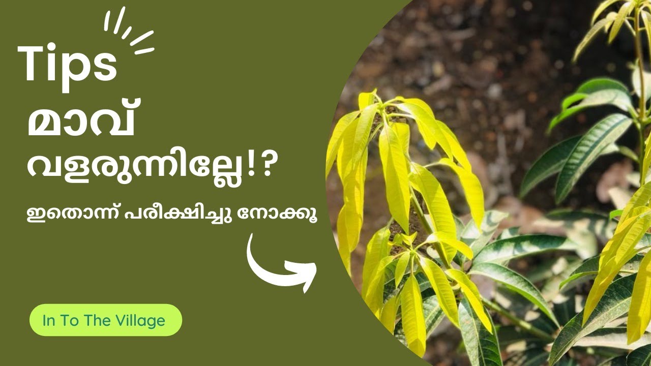 മാവ് വളരുന്നില്ലേ?കുറച്ച് പൊടി കൈകൾ |How to grow mango tree faster