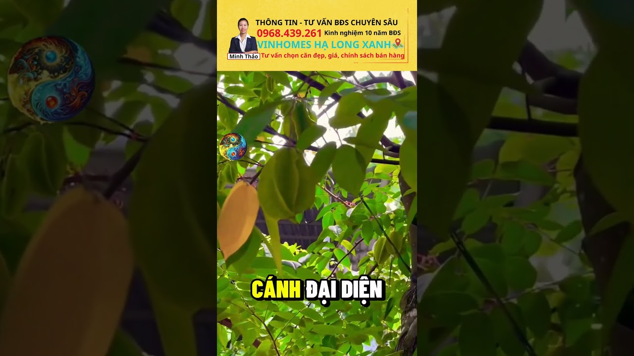 Xem ngay Bí mật phong thủy khi trồng cây khế trước nhà. Vin Hạ Long Xanh - nhaminhdayroi