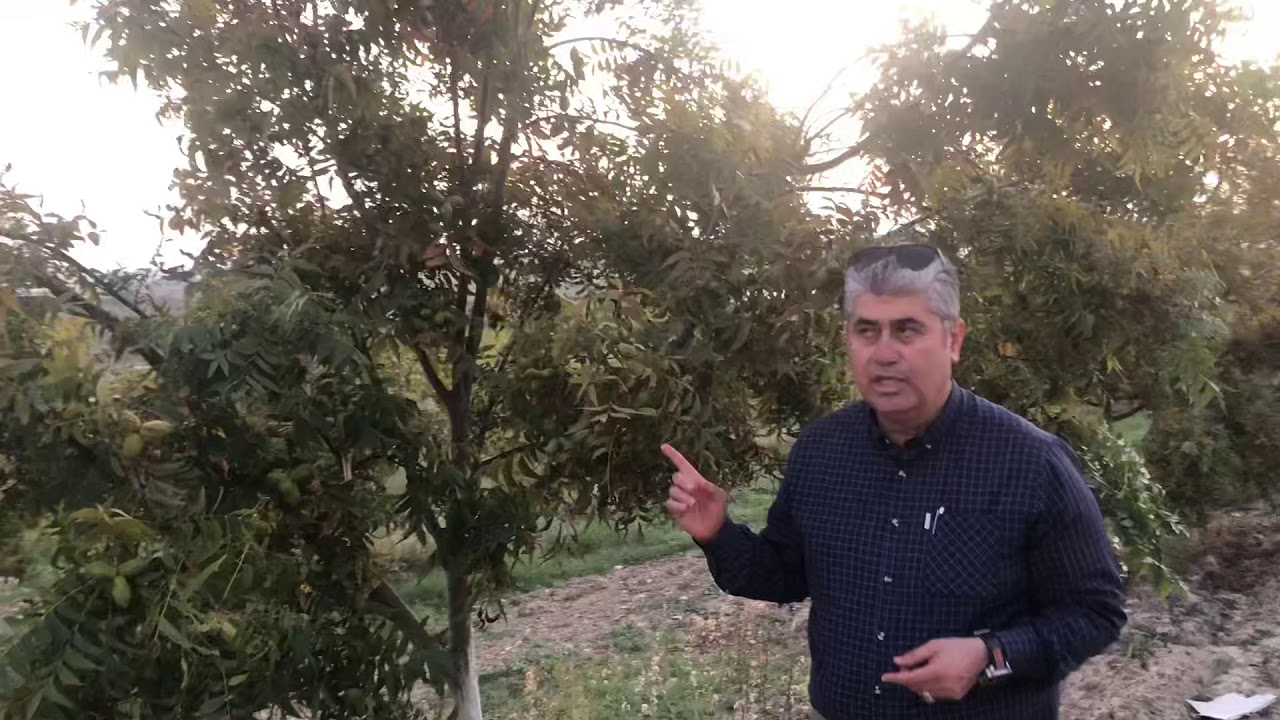 Pikan Cevizinin Süper Verim