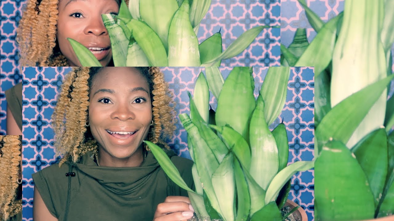 PLANT BASED | Moonshine Snake Plant