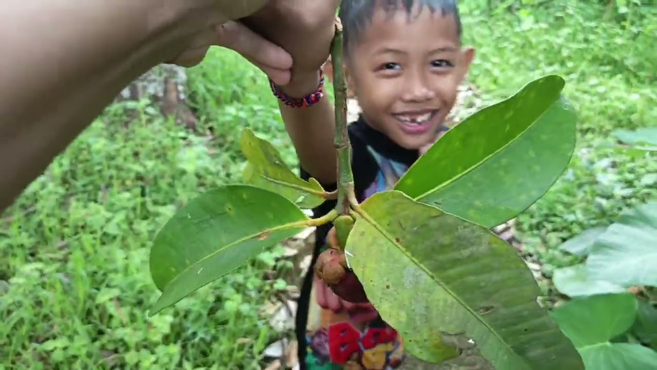 Panen durian musangking dan bersihkan kolam renang