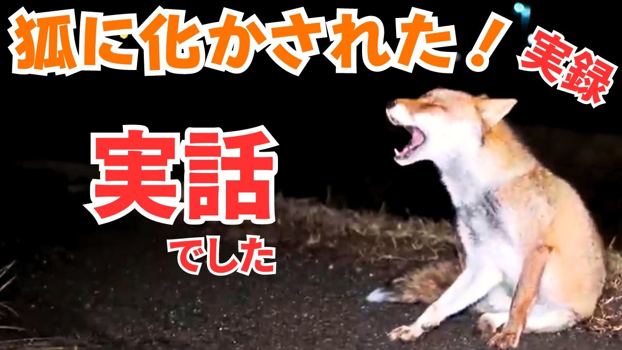 キツネについて行ったら道に迷ったけど帰り道を教えてくれた