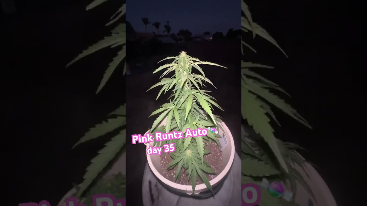 #cannabisgrowers #autoflower #outdoorgrow
