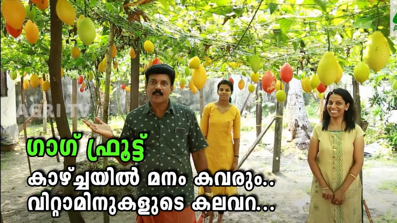 ഗാഗ് ഫ്രൂട്ട് ആലപ്പുഴയിൽ  വിജയകരമായി വിളയിച്ചു പ്രമോദ് | Gac Fruit