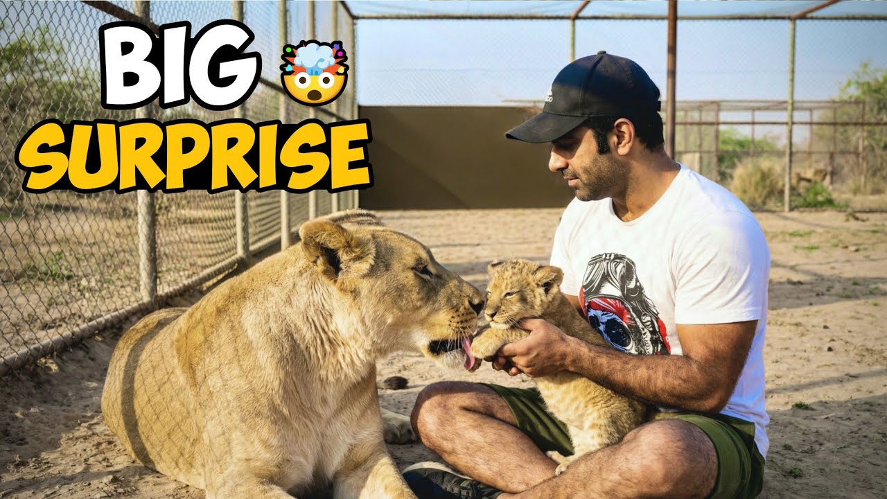 Maa Ne Cub Ko Pehchana Ya Attack kia? Real Reaction! 😱🦁