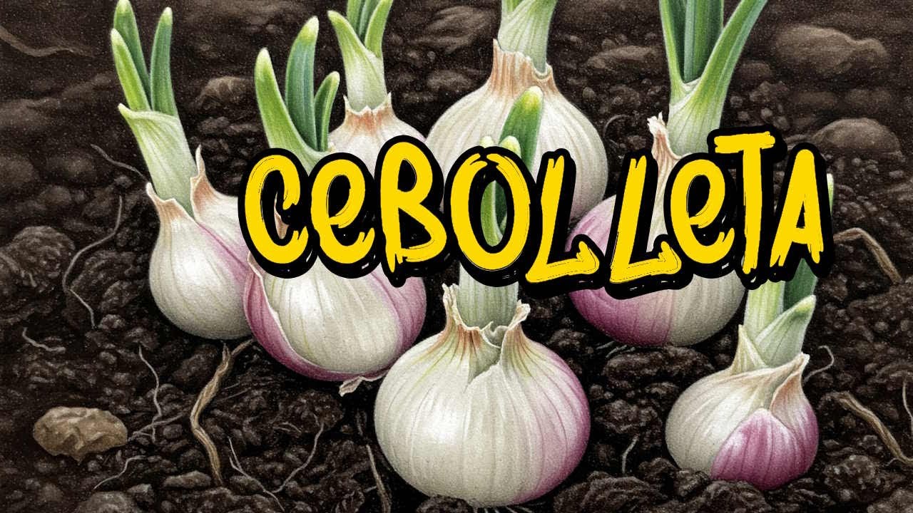 🧅Diferencias entre cebolla, cebolleta y chalota: ¡Guía fácil para no confundirlas!