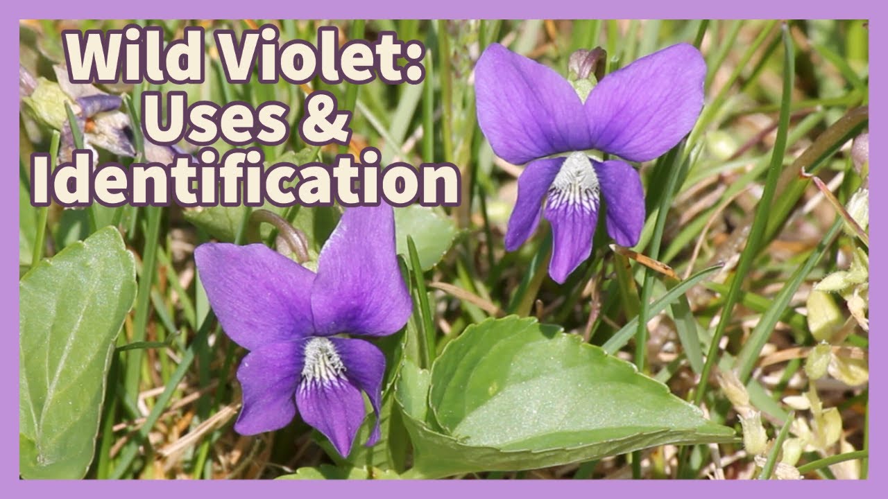 Wild Violets: Uses & identification