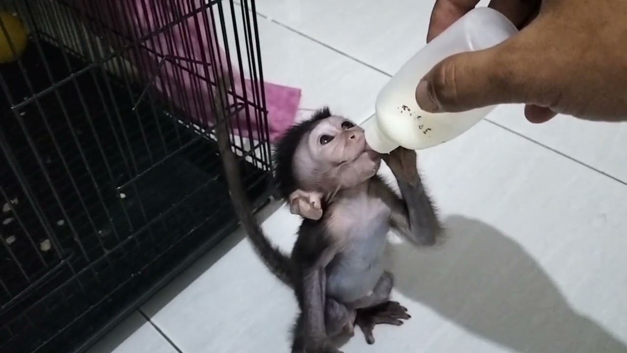 Cute baby monkey and funny...