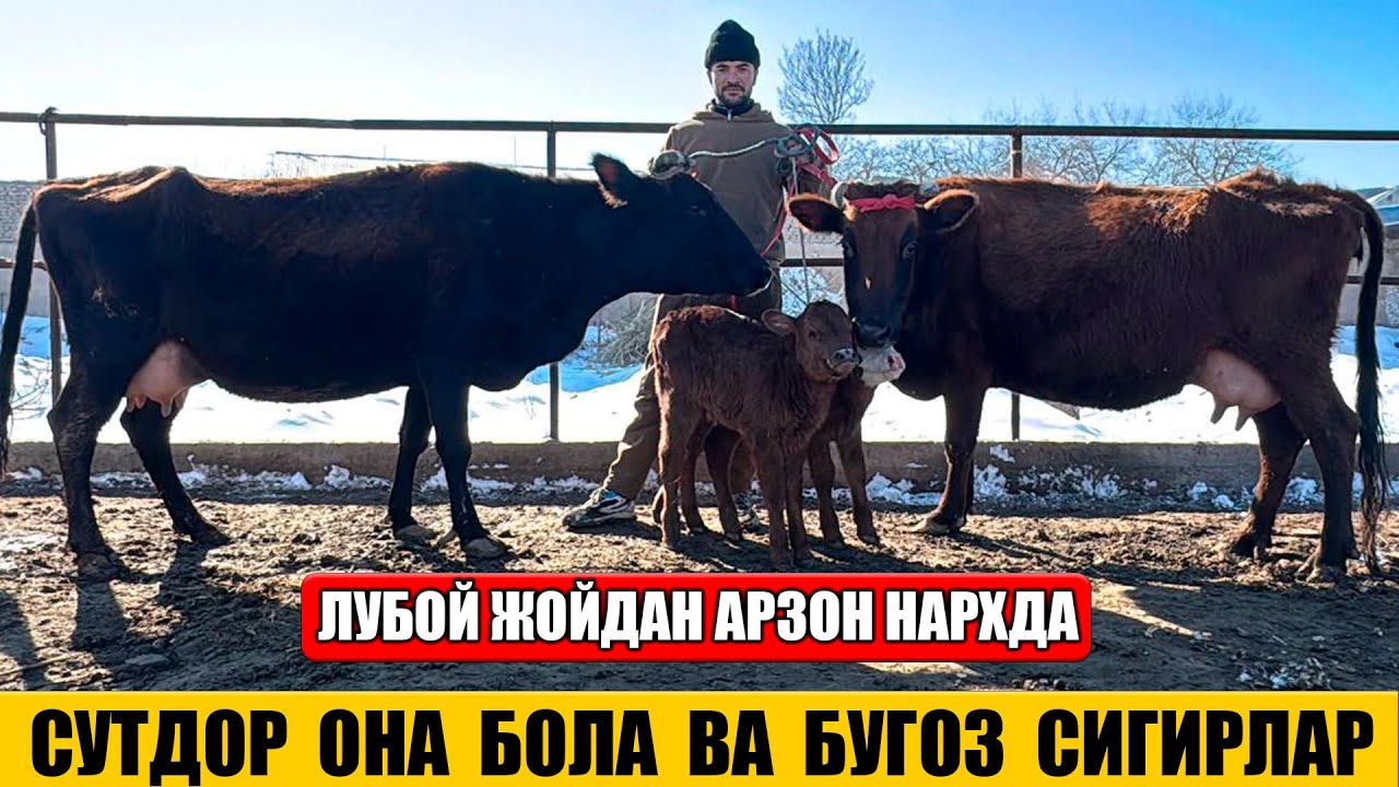 СУТДОР ОНА БОЛА ВА БУГОЗ СИГИРЛАР АРЗОН НАРХДА 22-01-2026