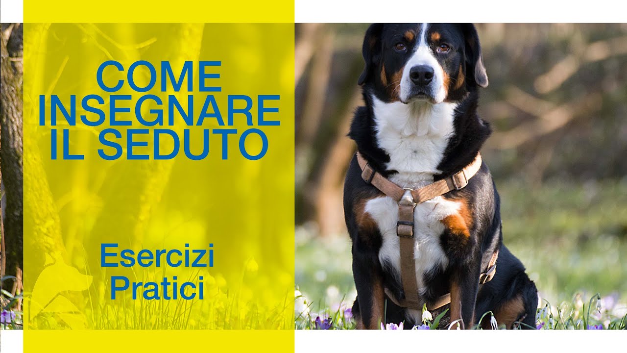Come insegnare ll SEDUTO al cane