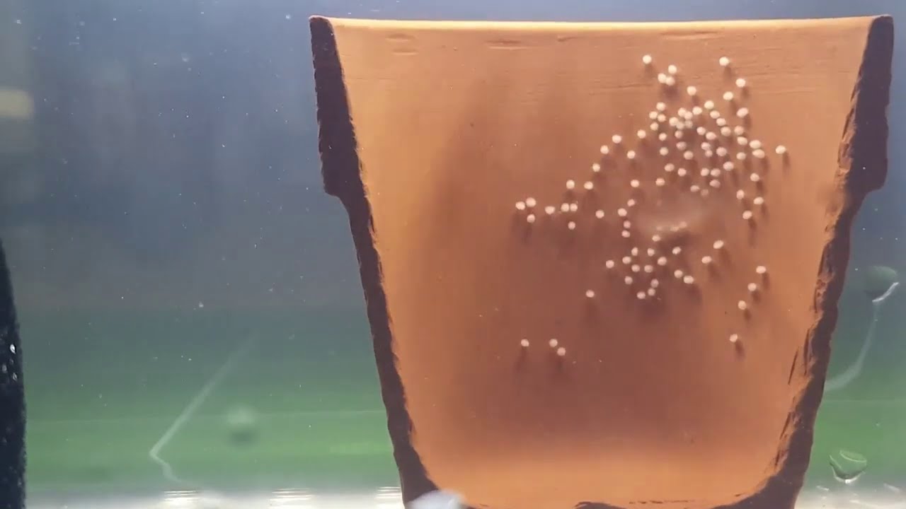 Breeding Apistogramma: Setting Up Fry Grow Out Station