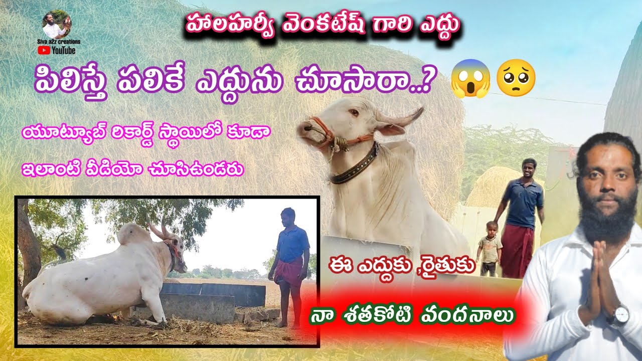 Halaharvi venkatesh kilara Oxes videos // +91 98858 94542 // Super talented Oxes videos