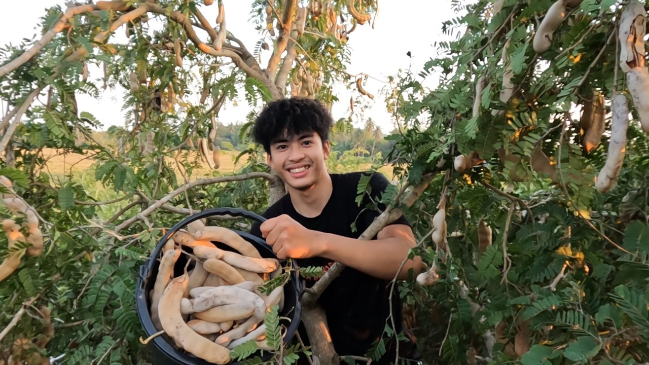 ขึ้นต้นมะขาม เก็บฝักมะขามกันครับ ปีนี้ดกฝักยาวใหญ่มาก.
