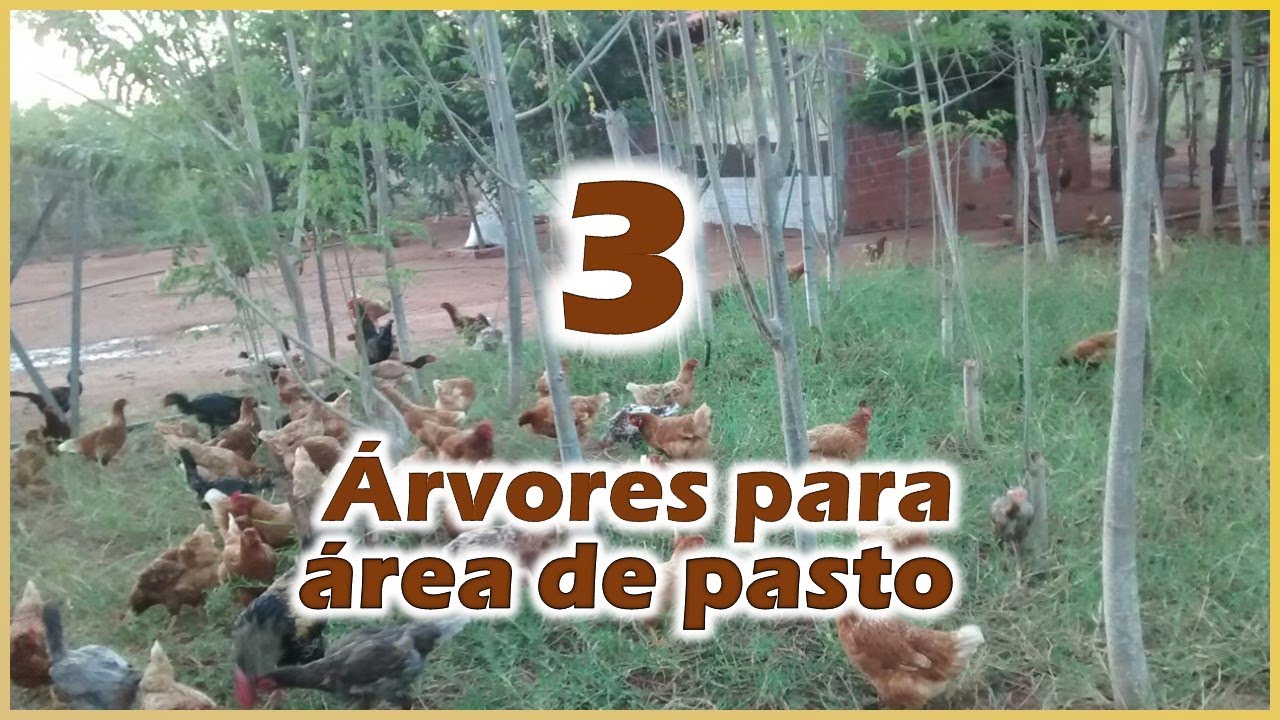 3 Árvores para área de pasto das galinhas caipiras