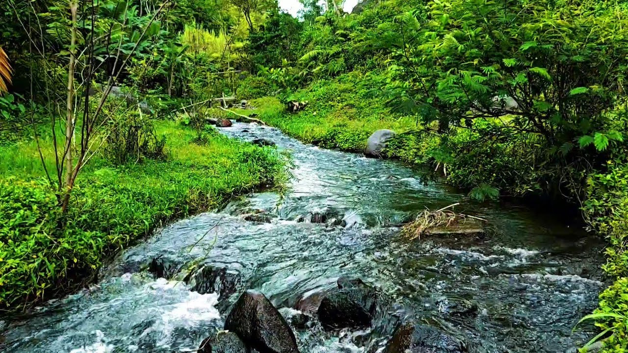 Peaceful River in the Forest | Relaxing Nature Sounds for Stress Relief