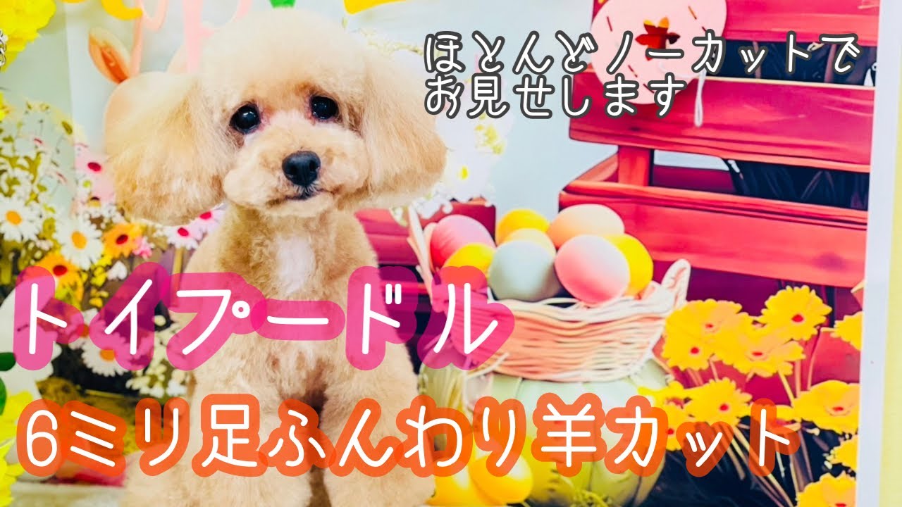 【トイプードル】シナムーン6ミリ足ふんわり羊さんカットほとんどノーカットでお見せします