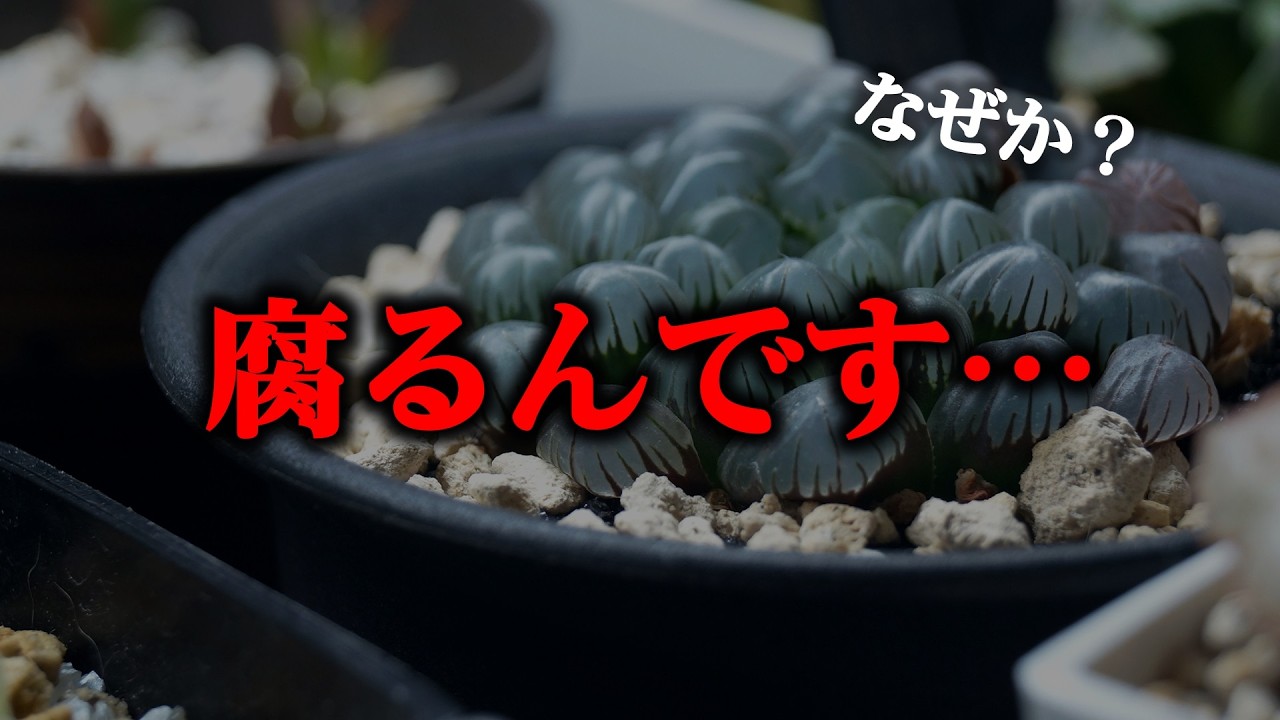 私も失敗します・・・、観葉植物を植え替えてみたら酷い状態になっていた件【多肉植物ハオルチア】